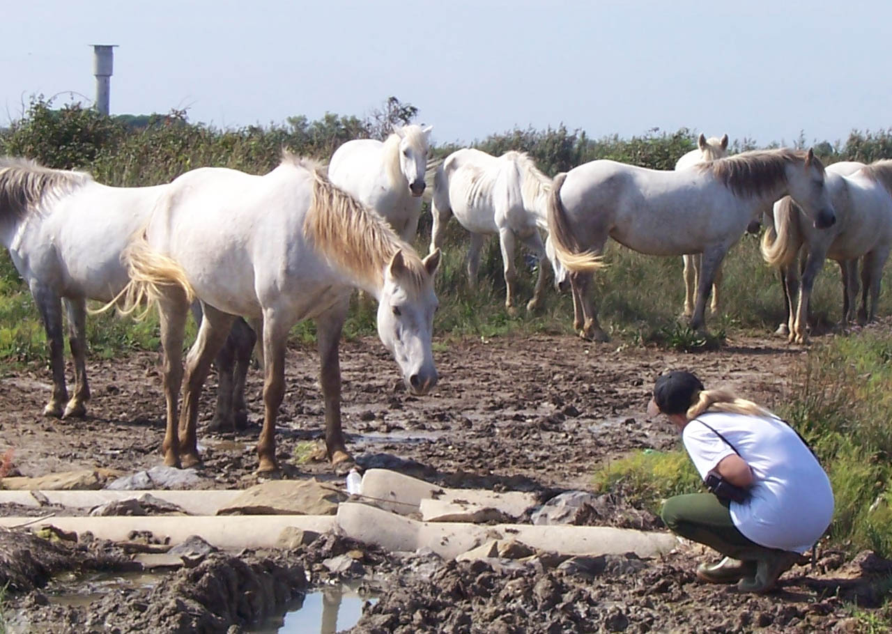 copyright: https://commons.wikimedia.org/wiki/File:Camargue_naturally_approached_1a.jpg