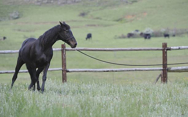 Long-reining